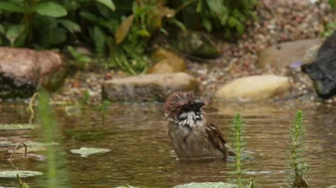 Slow motion of a Tree sparrow taking a bath Stock Footage 51630236