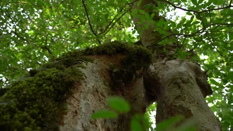 Slow Motion Tree Stump Covered with Moss in the Forest Stock Footage 236609986
