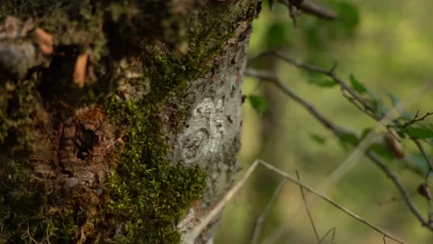 Slow Motion Tree Stump Covered with Moss in the Forest Видео 236610204