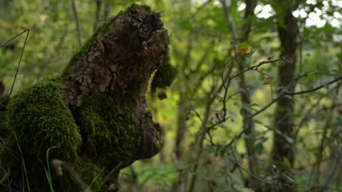 Slow Motion Tree Stump Covered with Moss in the Forest Vídeos de archivo 236610305