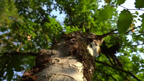 Slow Motion Tree Stump Covered with Moss in the Forest Видео 236610325