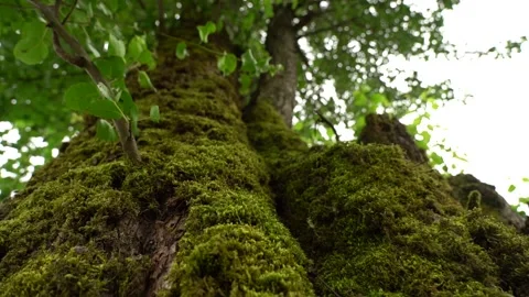 Slow Motion Tree Stump Covered With Moss In The Forest 스톡 동영상 329392952