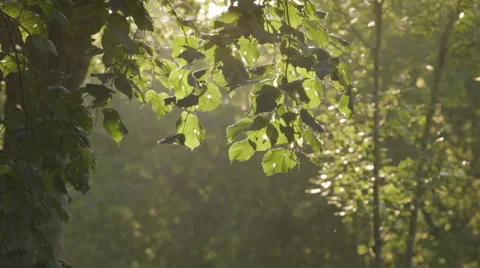 SLOW MOTION: Tree in the summer day Stock Footage 67824668