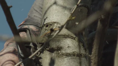 Slow motion of a Tree Surgeon Cutting and Taking Down a Tree Branch Vídeos de archivo 137457731