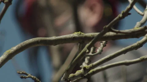 Slow Motion of a Tree Surgeon Defocused Behind Tree Branches. Vídeos de archivo 137457987
