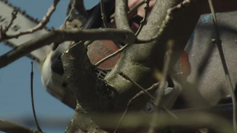 Slow Motion of a Tree Surgeon Lifting a Chain Saw Up Vídeos de archivo 137457045