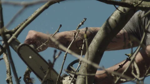 Slow Motion of a Tree Surgeon Removing a Tree Branch with a Chain Saw 库存影片 137456784