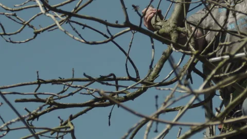 Slow Motion of a Tree Surgeon Removing a Branch From a Tree 库存影片 137456965