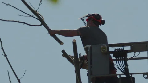 Slow motion of a Tree Surgeon Sawing Off a High Access Branch Stock-Footage 137460926