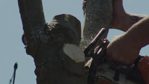 Slow motion of a Tree Surgeon Sawing Off a High Access Branch Vídeos de archivo 137462142