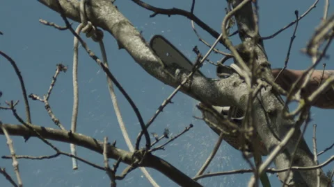 Slow motion of a Tree Surgeon Using a Chain Saw to Cut a Small Tree Branch Vídeos de archivo 137458292