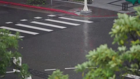 Slow motion of tree swaying violently beside Taipei crosswalk Stock Footage 312408186