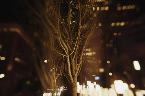 Slow Motion Tree Tilt-Up with Blurred Edges in Downtown LA Video stock 300327862