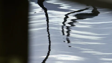 Slow motion tree trunks reflecting in rippling lake water Stock Footage 113262030