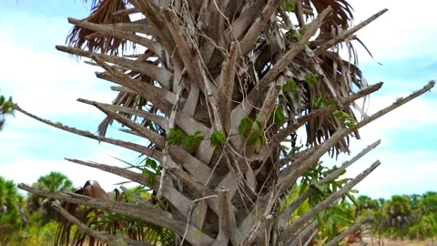 Slow motion tree video! Stock Footage 155129211