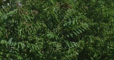 Slow motion of trees blowing in hurricane winds Vídeo Stock 311203556