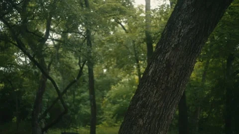 Slow motion Trees in a Calm, Quiet Forest on an Overcast Day Stock Footage 242444276