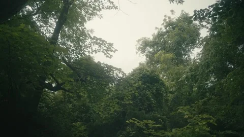 Slow motion Trees in a Calm, Quiet Forest on an Overcast Day Stock Footage 242444284