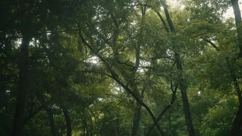 Slow motion Trees in a Calm, Quiet Forest on an Overcast Day Stock Footage 242444295