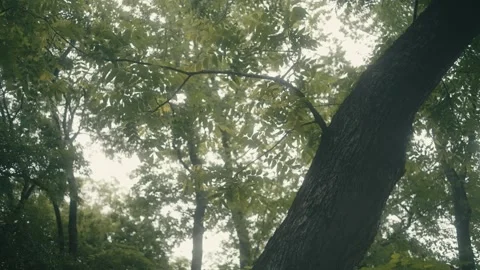 Slow motion Trees in a Calm, Quiet Forest on an Overcast Day Stock Footage 242444301