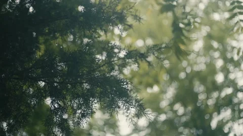 Slow motion Trees in a Calm, Quiet Forest on an Overcast Day Stock Footage 242444580