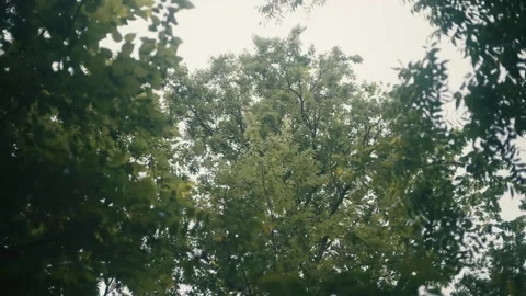Slow motion Trees in a Calm, Quiet Forest on an Overcast Day Stock Footage 242444581