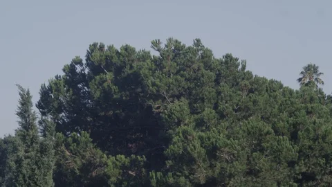 Slow Motion Trees Video stock 88012472