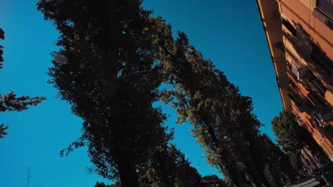 Slow motion trees lens flaire Stock Footage 274439611