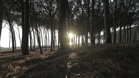 Slow motion of trees at sunrise Stock Footage 159493837
