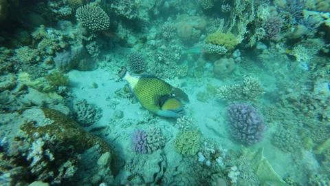 Slow motion of the Trigger fish on coral reef. Titan Triggerfish (Balistoides vi Stock Footage 169930805