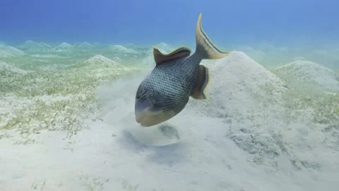 Slow motion, Triggerfish digs holes in the sandy bottom in search of food Video stock 233117378