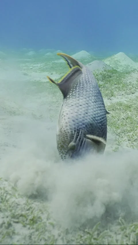 Slow motion, Triggerfish digs holes in the sandy bottom in search of food Video stock 233520561