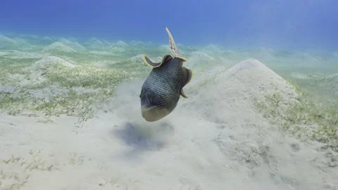 Slow motion, Triggerfish digs holes in the sandy bottom in search of food Video stock 237936128