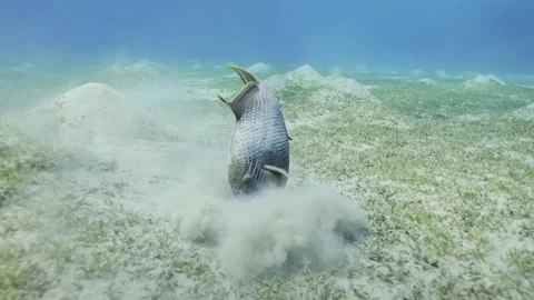 Slow motion, Triggerfish digs holes in the sandy bottom in search of food Video stock 242670606
