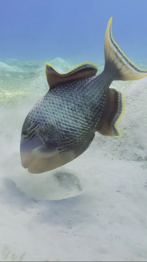 Slow motion, Triggerfish digs holes in the sandy bottom in search of food Video stock 245105576