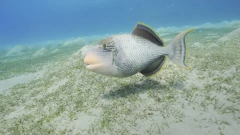 Slow motion, Triggerfish swims over the sandy bottom and looks into the camera Video stock 235165806
