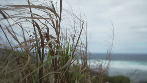 Slow Motion Tropical Beach Grass Stock Footage 165299044