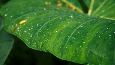 Slow Motion Tropical Green Leaf With Water Droplets Stock Footage 326012429