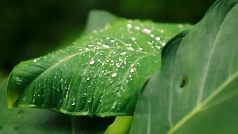 Slow Motion Tropical Green Leaf Covered in Raindrops Stock Footage 326012792