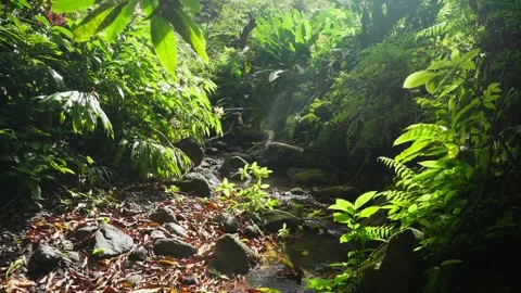 Slow Motion Tropical Jungle Stream With Lush Green Foliage Stock Footage 326012970