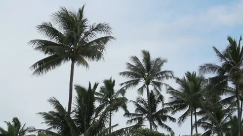 Slow Motion Tropical Palm Trees Stock-Footage 165299176