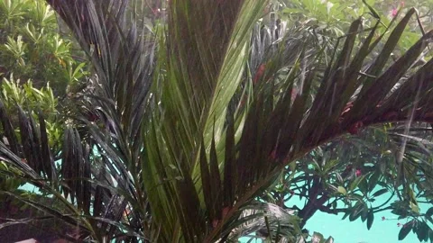 Slow Motion of Tropical Rain Falling on Palm Leaves Stock Footage 148316435