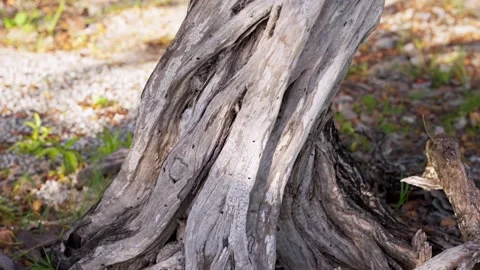 Slow motion up the trunk of an old dry branchy tree.  스톡 동영상 187327306