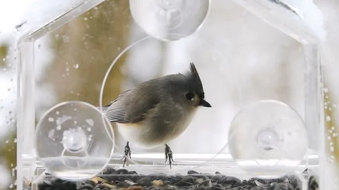 Slow motion of tufted titmouse bird eating seeds, feeder, flying away, snow Video stock 98615896