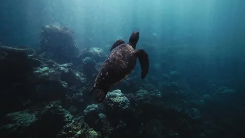 Slow motion turtle rises turning as light shines down on shell swimming Stock Footage 277634790
