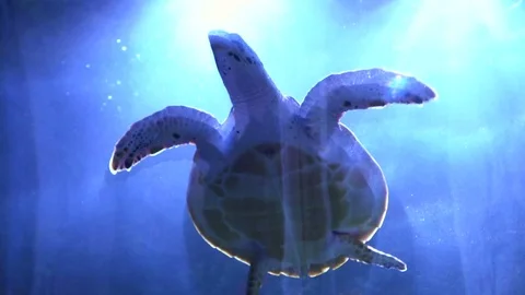 Slow motion turtle swims over the camera. Excellent shot Stock Footage 73276010