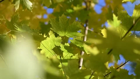 Slow motion - Twig with maple leaves close up Stock Footage 139824941