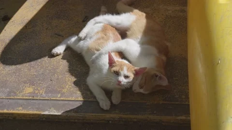 Slow motion of two adorable young domestic orange-white cats playing outdoors Vídeo Stock 212885706