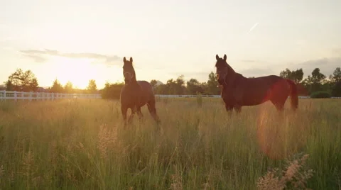 beautiful dark brown horse