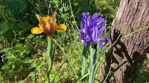 Slow motion of two blue and orange lily flowers Stock-Footage 282724388
